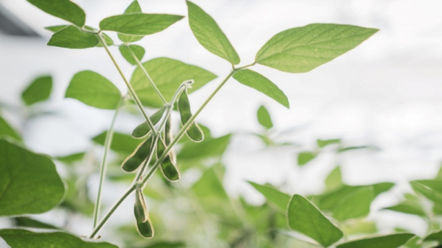 Soja de segunda: claves de manejo, densidad y genética para potenciar el rinde tras el trigo