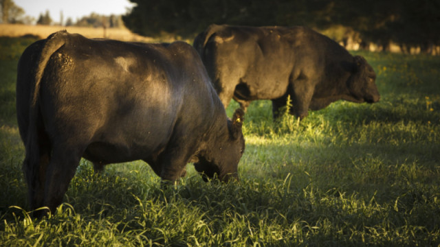 Prevención contra los efectos del estrés calórico en animales de producción pecuaria