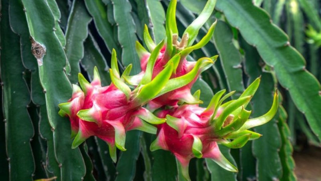 Tendencias clave que marcaron la industria de frutas exóticas en 2025