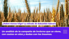 ¿Habrá menos trigo? La mirada de Sebastián Salvaro