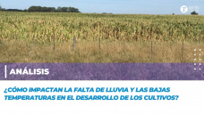 Análisis: ¿Cómo impactan la falta de lluvias y bajas temperaturas en el desarrollo de los cultivos?