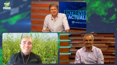 Camelina, el cultivo oleaginoso de servicio, con baja demanda hídrica y muy buena rentabilidad