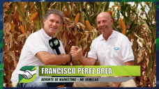 ¿Qué aprendimos de manejo e interacción genotipo-ambiental en Maíz con la peor seca?; con F. Pérez Brea - NK Semillas 