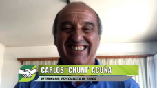 Cómo manejan los rodeos de Cría los campos con más de 90% de preñez; con Chuni Acuña