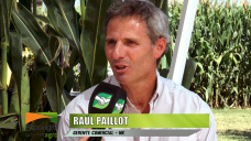 Todo lo NUEVO en semillas de maíz, girasol y soja que lanza NK esta campaña; con Raúl Paillot