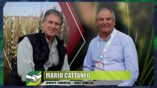 Los Productores preguntan, ¿qué nuevas variedades de Trigo y Cebada tenemos?; con M. Cattáneo - BUCK