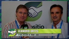 Los nuevos Trigos de ACA de amplia adaptación, tolerancia a enfermedades, y rinde; con Leandro Ortis - investigador