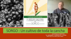Sorgo, un cultivo versátil para jugar en toda la cancha en modelos mixtos; con Gustavo Almassio - agrónomo