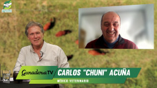 Cría eficiente: cómo lograr +85% destete con solo 2% de toros; con Chuni Acuña - veterinario