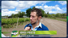 Si te gusta un buen Vino, en Mendoza tienen la colección más antigua de vides; con Jorge Prieto - INTA
