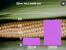 Maíz: Chicago... transcurre sin pena ni gloria, con Paulina Lescano - Clínica de Granos