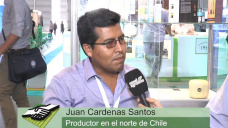 TV: Un melón cuadrado hecho en Chile que ingresará a Japón como delicatessen