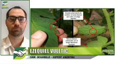 Los nuevos Bioinsecticidas para control prolongado de chicharrita, arañuela, y mosca; con E. Vuletic - Koppert