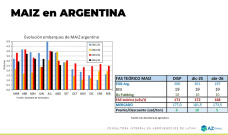 Todavía hay Maíz 24/25 para exportar, ¿vender?; con Lorena D´Angelo - Clínica de Granos