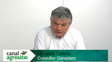 TV: ¿Cómo blanquear la cadena la Carne para hacer exitosa la Ganadería?; con F. Canosa