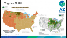 Menos trigo en USA ayuda a los precios, y el mercado local?, con Lorena D´Angelo - Clínica de Granos