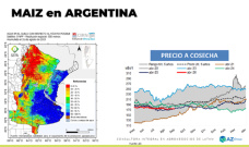 Maíz: En 2025/26 se viene muy cargadito de maíz; con Lorena D´Angelo - Clínica de Granos