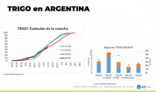Trigo: Avanzando la cosecha con mejores precios, y...; con Lorena D´Angelo - Clínica de Granos