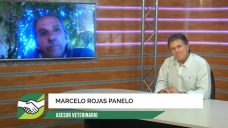 Cinco ideas a campo para tener 90 terneros cada 100 vacas; con M. Rojas Panelo - MV
