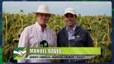 ¿Un BOOM del Girasol?, el que se bancó con rindes la peor seca; con Manuel Bavio - agrónomo