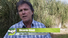 ¿Debería el Campo tener un plan 20/23 consensuado con Alberto?; por Ricardo Bindi