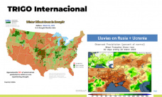 Trigo: en EE.UU. se siembra menos ¿y en Argentina? ; con Lorena D´Angelo - Clínica de Granos