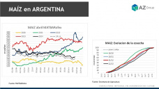 Maíz: Comenzó la cosecha con saldo dispar; con Lorena D´Angelo - Clínica de Granos