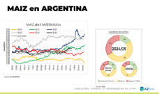 Maíz: Comienza la cosecha, presión en los precios locales; con Lorena D´Angelo - Clínica de Granos