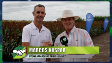 Nuevas variedades de Trigo y líneas de mejoramiento en rinde y tolerancia a Royas; con M. Kaspar - agrónomo