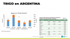 Trigo: Negocios que aumentan con los mejores precios; con Lorena D´Angelo - Clínica de Granos