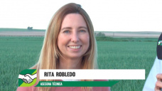 La roya no precisa lluvia, solo con viento y el rocío le alcanza para dispersarse; con R. Robledo