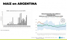 Maíz: El cereal se salva de la baja; con Lorena D´Angelo - Clínica de Granos