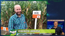 Nuevos híbridos de Maíz sileros de alta MS digestible y excelente sanidad; con F. Larrosa - KWS