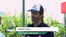 Apostando al maíz temprano: récords históricos y una gran exportación en puerta; con T. Liceda – Illinois  