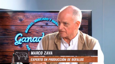 El Búfalo como oportunidad ganadera eficiente en zonas submarginales; con Marco Zava 
