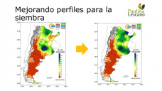 Trigo: sin demasiados elementos el trigo internacional sigue siendo el mejor, con Paulina Lescano - Clínica de Granos