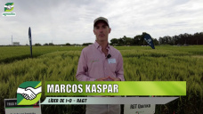RAGT Semillas presentó nuevos materiales en trigo, arvejas y colzas: M. Kaspar, Líder de I+D de RAGT