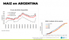 Maíz: Baja el precio a pesar del salto del tipo de cambio; con Lorena D´Angelo - Clínica de Granos