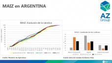 Maíz: deterioro de los cultivos de maíz temprano y falta de siembra del tardío, con Lorena D´Angelo - Clínica de Granos