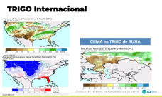 Trigo: el cereal se destacó en el mercado local; con Lorena D´Angelo - Clínica de Granos