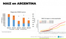 Maíz: Con el regreso de la cosecha, los precios pueden bajar; con Lorena D´Angelo - Clínica de Granos