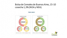 Trigo: lamentable... pero cada vez pinta mas chica la producción local, con Paulina Lescano - Clínica de Granos