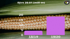 El precio del maíz local sigue sumando poco a poco; con Paulina Lescano - Clínica de Granos