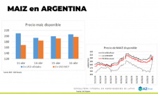 Maíz: la cosecha presiona, pero no tanto; con Lorena D´Angelo - Clínica de Granos