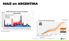 Maíz: Avanzan las siembras del cereal, pero ¿cuánto se sembrará?; con Lorena D´Angelo - Clínica de Granos