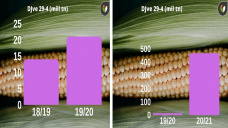 Maiz: en el mercado internacional la demanda sigue lastimada...y se viene nuevamente una gran oferta, con Paulina Lescano - Clínica de Granos