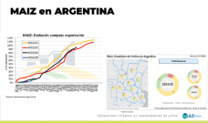 Maíz: el clima ayuda al buen desarrollo del cultivo; con Lorena D´Angelo - Clínica de Granos