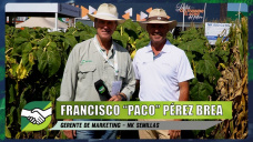 La nueva genética y las semillas que permitieron récords de rinde en Girasol; con F. Pérez Brea - NK