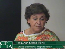 Colza: una opción que despierta interés