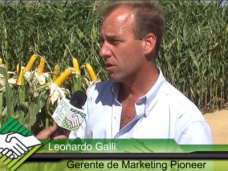 TV: Maíz, ¿qué características agronómico-productivas piden los productores de punta?